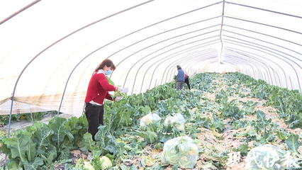盐城驰援上海 莲藕、番茄、花菜……盐南高新区十余吨农产品背后的同心战疫