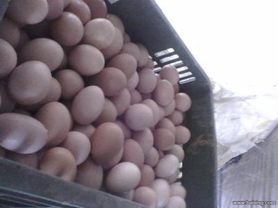 家养自产自销草鸡蛋与小公鸡、老母鸡——盐城东台绿色农产品精选