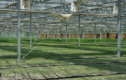 生态农产品催开致富花——盐城农产品引领乡村经济新篇章