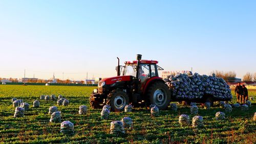 盐城农产品拼多多12.12全民真香节 一口乡情，满城“真香”